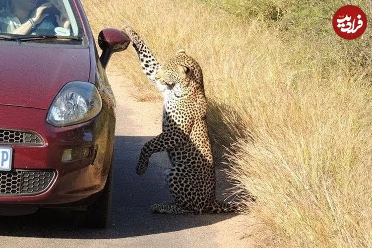 ببینید| بازی بامزه «پلنگ» با تصویر بازتاب‌شده‌ خودش روی بدنه‌ خودرو!