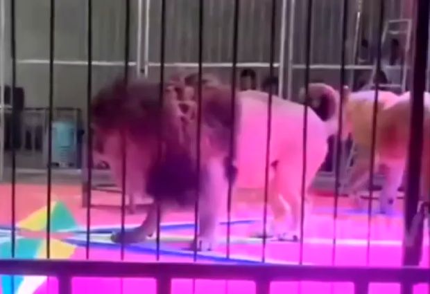 ( ویدیو) لحظاتی ترسناک از هجوم یک شیر برای خوردن مربی خود در چین