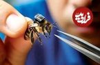 جستجوی بازماندگان زلزله و جنگ با زنبورهای سایبورگ چینی