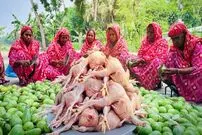 ببینید| غذای روستایی در بنگلادش؛ پخت خوراک سنتی با 40 کیلوگرم مرغ و بادمجان در طبیعت