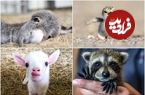 تصاویر دوست‌داشتنی از بچه‌های حیوانات که دلتان را می‌برد