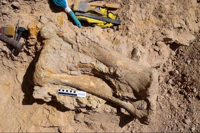 کشف حیرت آور فسیل ۷۰ میلیون ساله توسط دانشگاه نیوانگلند
