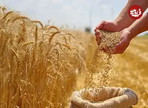چگونه گندم بیشتری برداشت کنیم؟ 7 نکته + 4 روش کاهش ضایعات