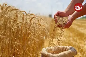 چگونه گندم بیشتری برداشت کنیم؟ 7 نکته + 4 روش کاهش ضایعات