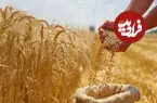 چگونه گندم بیشتری برداشت کنیم؟ 7 نکته + 4 روش کاهش ضایعات