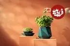 عکس| گلدانی که همراه با گیاه رشد می‌کند 