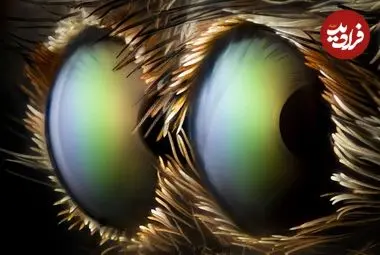 تماشایی‌ترین «عکس‌های میکروسکوپی» در سال 2026