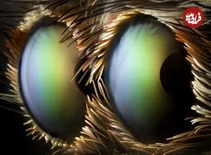 تماشایی‌ترین «عکس‌های میکروسکوپی» در سال 2026