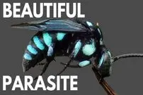 ببینید| 5 گونه از زیباترین زنبورهای جهان از میان 16 هزار گونه کشف شده