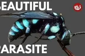 ببینید| 5 گونه از زیباترین زنبورهای جهان از میان 16 هزار گونه کشف شده