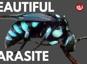 ببینید| 5 گونه از زیباترین زنبورهای جهان از میان 16 هزار گونه کشف شده