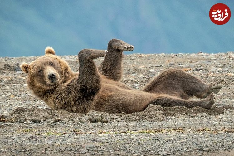 (تصاویر) خنده‌دارترین لحظات «خرس‌ها» در حیات وحش