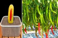 (ویدئو) یک روش باورنکردنی برای پرورش سریع فلفل در خانه؛ کاشت فلفل در موز