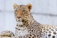 نفس تازه اوزوم خراسان شمالی با ردپای پلنگ