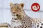 نفس تازه اوزوم خراسان شمالی با ردپای پلنگ