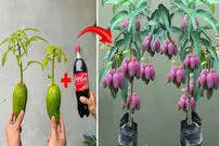 (ویدئو) یک روش ساده برای پرورش درخت انبه با میوه انبه و نوشابه کوکاکولا