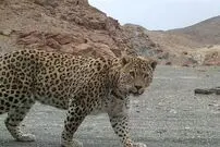 (ویدئو) لحظه‌ای که یک پلنگ از حمله به گله گوسفندان در اردبیل منصرف شد