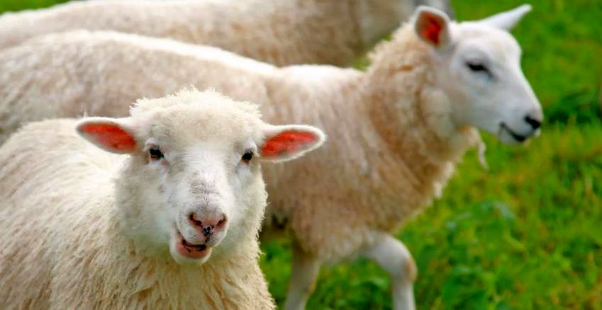  توصیه به «شمارش گوسفند» هنگام بی‌خوابی از کجا می‌آید؟ 
