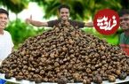 ببینید؛ غذای روستایی در هند؛ پخت خوراک حلزون در طبیعت