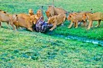 ببینید| وقتی دسته شیرهای گرسنه به تمساح هم رحم نمی کنند!