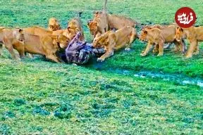 ببینید| وقتی دسته شیرهای گرسنه به تمساح هم رحم نمی کنند!