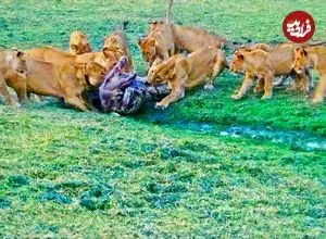 ببینید| وقتی دسته شیرهای گرسنه به تمساح هم رحم نمی کنند!