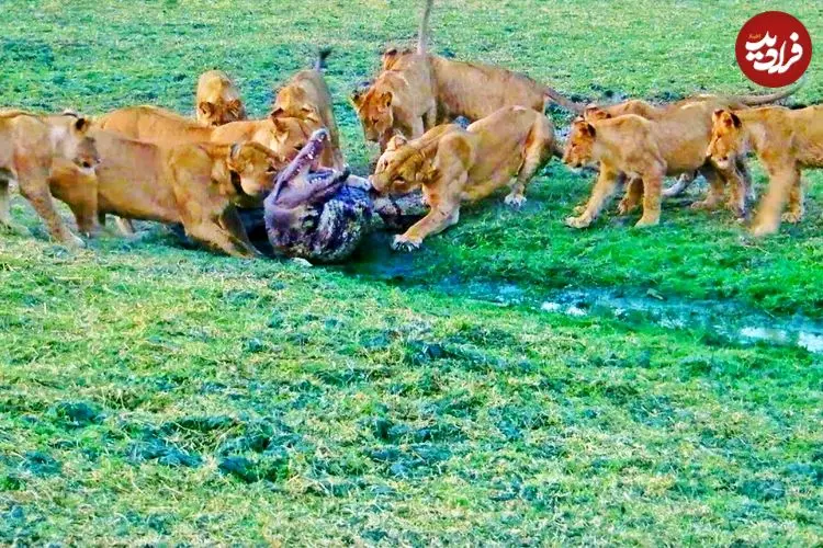 ببینید| وقتی دسته شیرهای گرسنه به تمساح هم رحم نمی کنند!