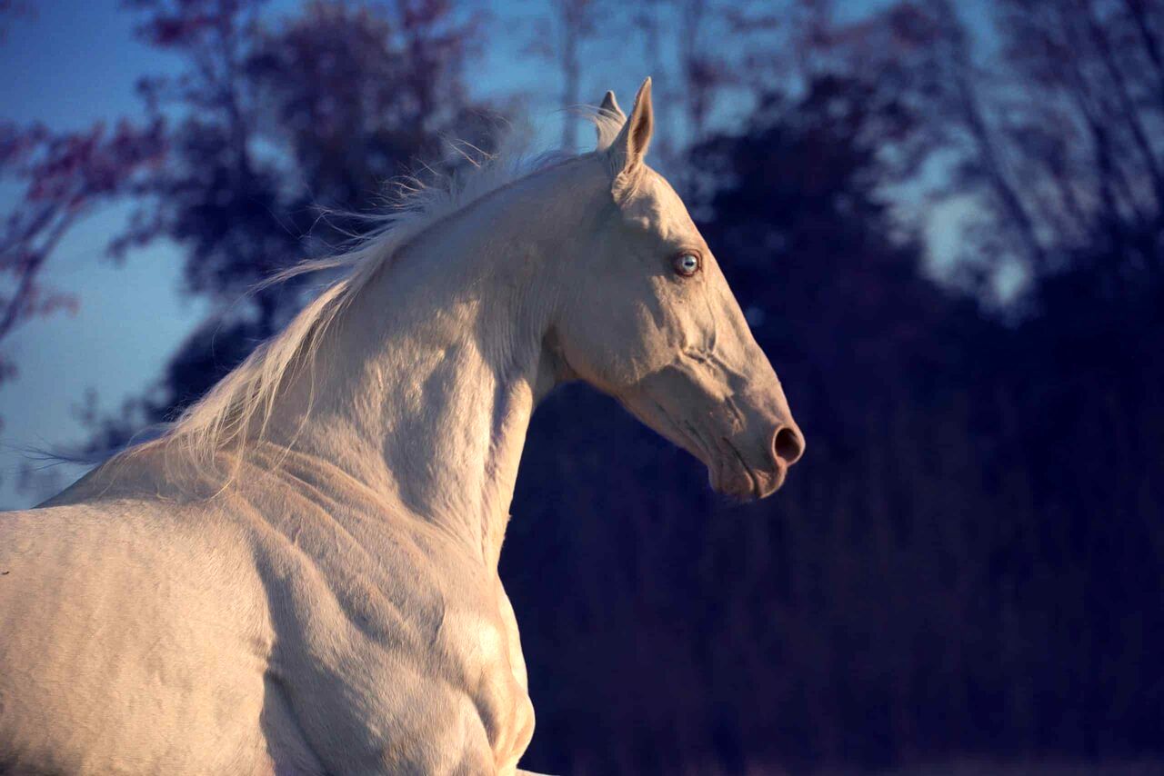 ( عکس) بیماری که این اسب را به شهرت رساند