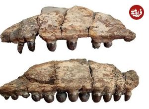 شکارچی فسیل، دندان‌های هیولای 6 متری 80 میلیون ساله را پیدا کرد