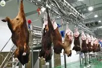(ویدئو) کارخانه برش و بسته بندی گاوهای بزرگ در آمریکا و روسیه؛ کدام مدرن تر است؟