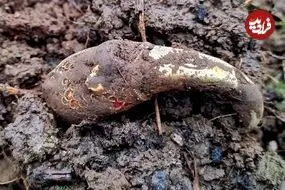 مهم‌ترین گنج‌های بریتانیا در سال 2024؛ از «سکّه‌های هزارساله» تا «کلاغ طلایی»