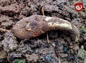 مهم‌ترین گنج‌های بریتانیا در سال 2024؛ از «سکّه‌های هزارساله» تا «کلاغ طلایی»