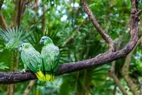 دانستنی‌های جالب درباره «پرندگان»