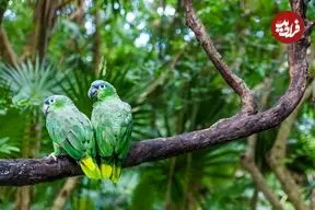 دانستنی‌های جالب درباره «پرندگان»