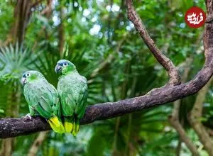 دانستنی‌های جالب درباره «پرندگان»