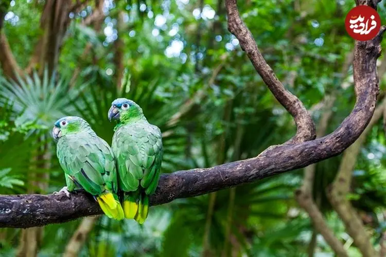 دانستنی‌های جالب درباره «پرندگان»