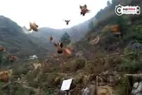 (ویدئو) وقتی 2 هزار مرغ و خروس پرواز می کنند و علم را زیر سوال می برند!