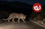 ببینید| دیده شدن یک پلنگ ایرانی در کجور مازندران