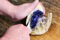 ببینید| غذای خیابانی در ژاپن؛ تهیه ساشیمی با صدف درخشان در اوکیناوا