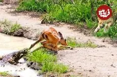 ببینید| ایمپالا از دست کروکودیل فرار کرد و در دام پلنگ ادفتاد!