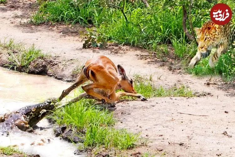 ببینید| ایمپالا از دست کروکودیل فرار کرد و در دام پلنگ ادفتاد!