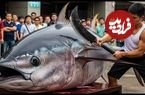 ببینید؛ هنر ماهی فروش تایوانی در برش زدن ماهی تن بلوفین 280 کیلوگرمی 