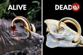 ببینید| خوک آهو؛ حیوان عجیب و نادری که می تواند خود را زخمی کند!