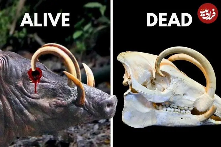 ببینید| خوک آهو؛ حیوان عجیب و نادری که می تواند خود را زخمی کند!