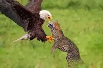 ببینید | لحظاتی ناب از شکار عقاب توسط پلنگ