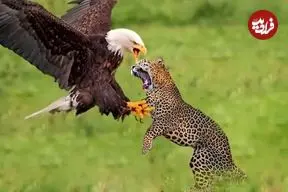 ببینید | لحظاتی ناب از شکار عقاب توسط پلنگ