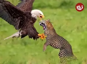 ببینید | لحظاتی ناب از شکار عقاب توسط پلنگ