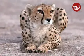 ببینید| مشاهده سه قلاده یوزپلنگ در گرمه