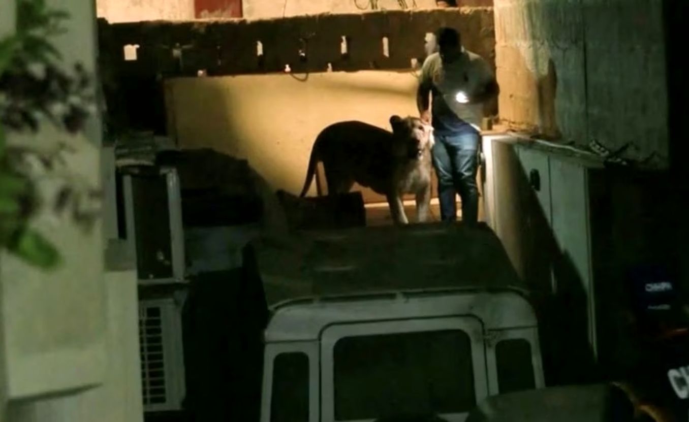 (ویدئو) شیر فراری در کراچی دستگیر شد