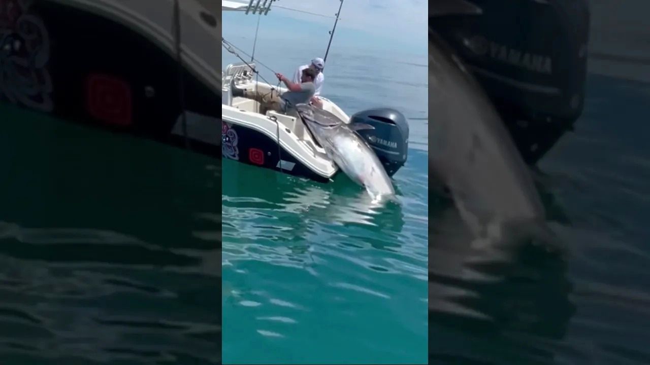 (ویدئو) این دو ماهیگیر خوش شانس یک ماهی تن غول پیکر 280 کیلوگرمی صید کردند